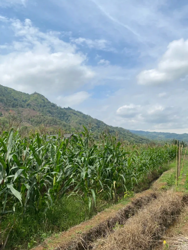 Perkebunan jagung mendekati masa panen, sebagai ilustrasi untuk dokumen analisis data proyeksi hasil dan potensi pasar