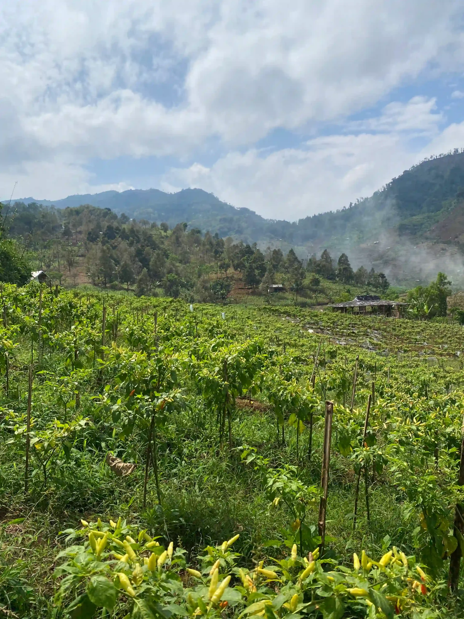Tanaman-tanaman cabai yang sedang berbuah lebat di lahan perbukitan, menjadi salah satu sumber pendapatan utama dan bukti keberhasilan petani lokal dalam budidaya tanaman komersial