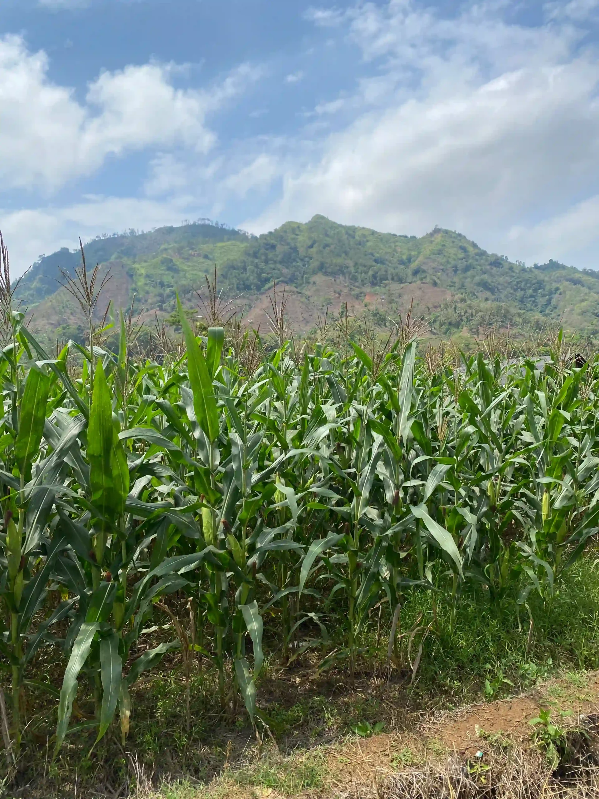 Hamparan tanaman jagung yang hijau dan subur, menunjukkan keberhasilan program diversifikasi pangan di Desa Kutayu untuk memperkuat ketahanan pangan dan ekonomi lokal