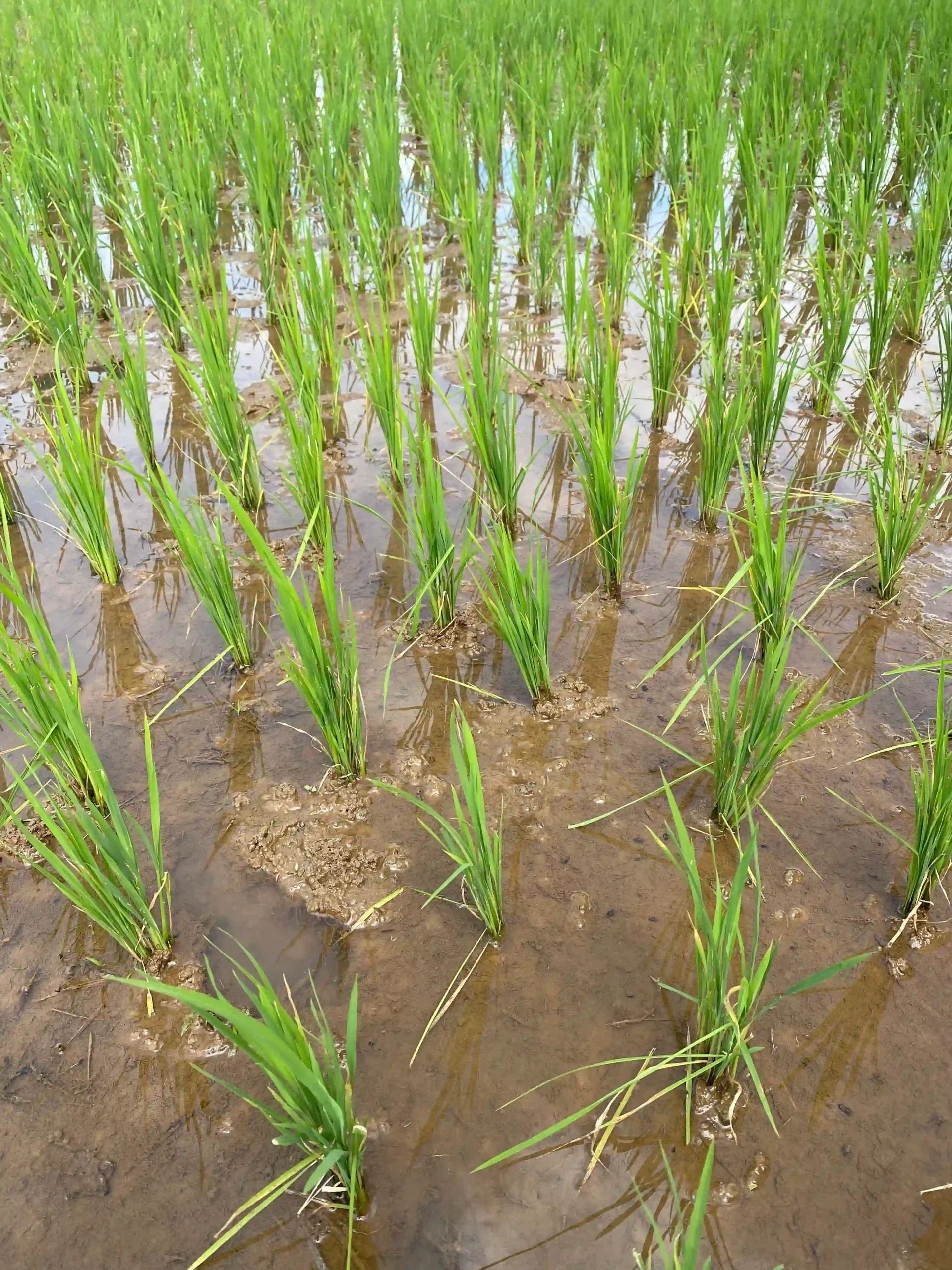 Tampilan dekat bibit padi muda yang tumbuh subur di sawah, simbol dari program ketahanan pangan dan upaya peningkatan hasil panen di Desa Kutayu