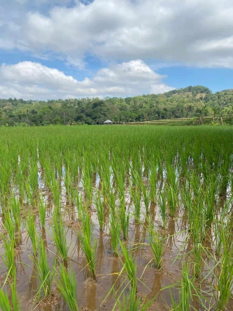 Sawah padi yang baru ditanam dengan gubuk petani di kejauhan, sebuah representasi dari siklus hidup pertanian yang membutuhkan dukungan dan inovasi. Mari wujudkan masa depan pangan bersama